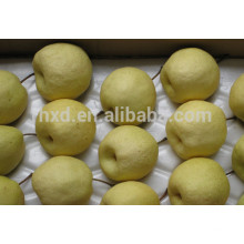 2014 China Dangshan su pera / Pera dulce china / Pera Shaanxi Gong